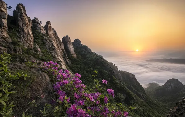 Picture clouds, landscape, flowers, mountains, nature, fog, rocks, dawn, vegetation, morning, Korea, reserve, Azalea, rhododendrons, jae …