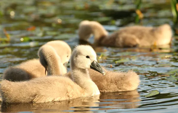 Picture water, light, birds, swans, chick, Chicks, pond, swimming, brood, the Lebeda, Lebedenko