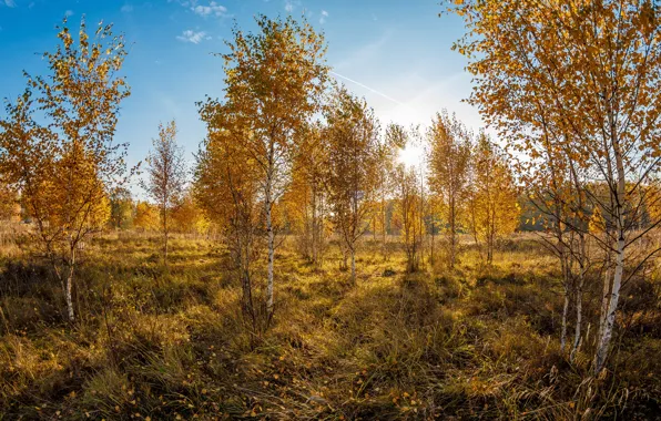 Picture autumn, birch, Golden autumn