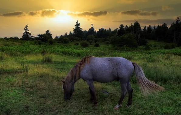 Picture field, sunset, nature, horse