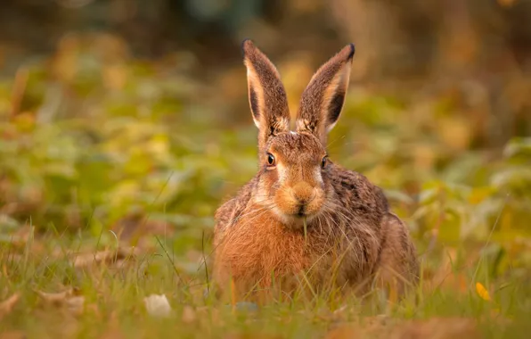 Picture grass, nature, grey, background, glade, hare, ears, face, Bunny