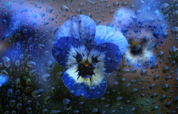 Picture glass, water, drops, macro, flowers, blue, Pansy, water drops, violet, viola