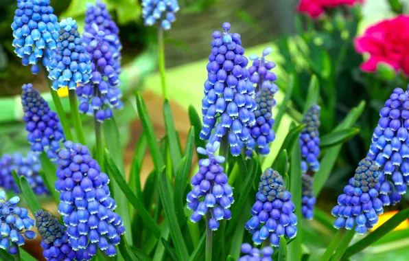 Picture flowers, spring, garden, flowerbed, blue, Muscari, hyacinth mouse