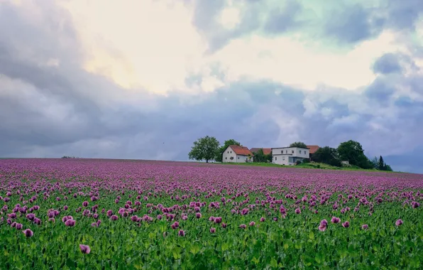 Picture field, the sky, clouds, flowers, Maki, home, houses, house, pink, plantation, poppy field