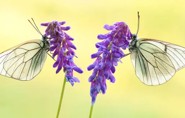 Picture macro, butterfly, flowers, insects, yellow, background, butterfly, two, pair, white, a couple, Duo, lilac, vetch, …
