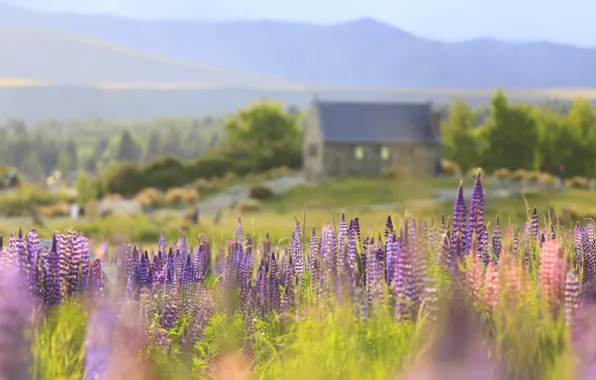 Picture field, summer, trees, flowers, mountains, lake, shore, blur, dal, slope, New Zealand, meadow, haze, house, …