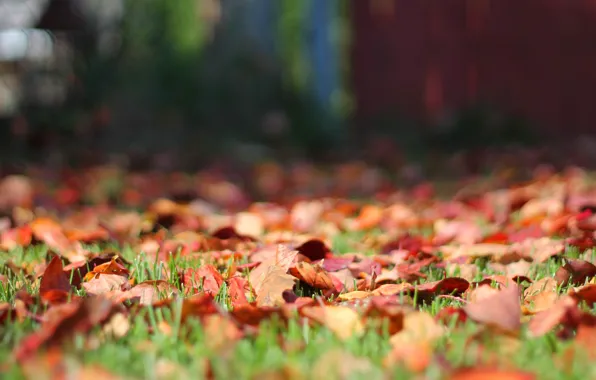 Picture autumn, grass, leaves, nature, background, foliage, the fence, lawn, bokeh, autumn, autumn leaves