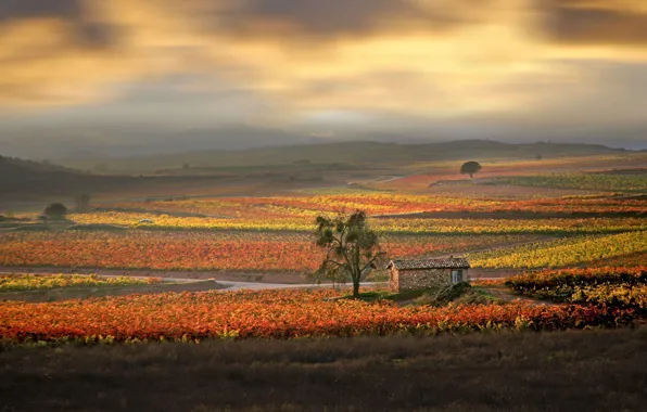 Picture autumn, house, morning, Spain, the vineyards, Rioja