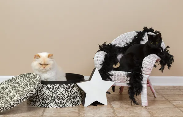 Picture cat, white, cat, wall, box, star, chair, scarf, pair, black, fabric, a couple, sitting, photoshoot, …