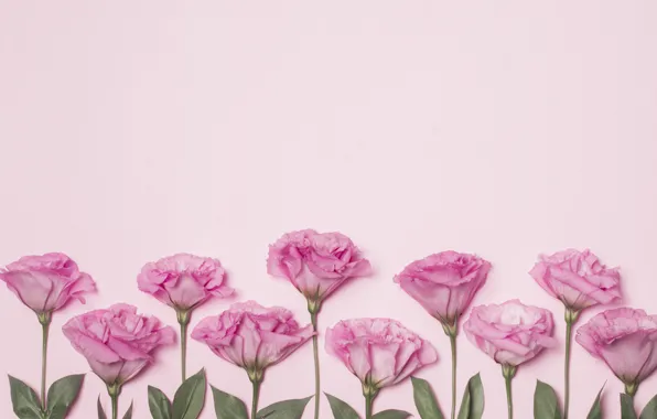 Picture flowers, pink, pink background, pink, flowers, eustoma, eustoma