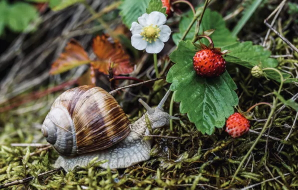 Picture leaves, berries, moss, snail, strawberries, Achatina