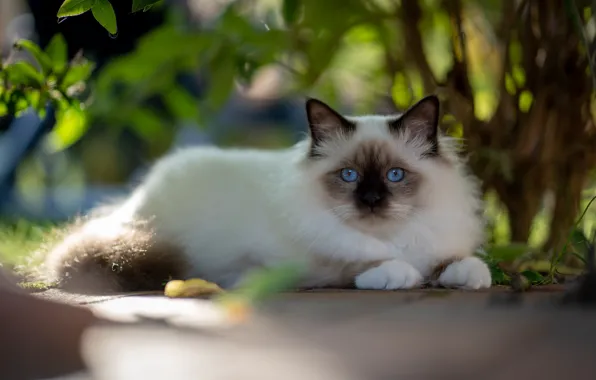 Picture cat, cat, look, leaves, light, branches, pose, kitty, garden, muzzle, lies, blue eyes, bokeh, ragdoll