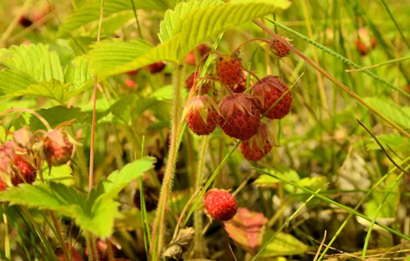 Picture nature, berries, strawberries