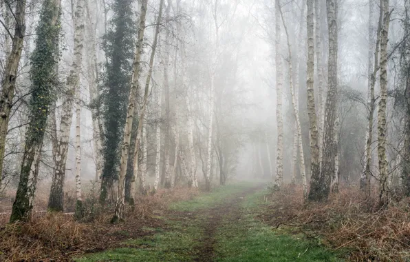 Picture road, fog, birch