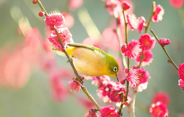 Picture flowers, branches, bird, beauty, blur, spring, Sakura, pink, bird, flowering, yellow, bokeh, Japanese white-eye