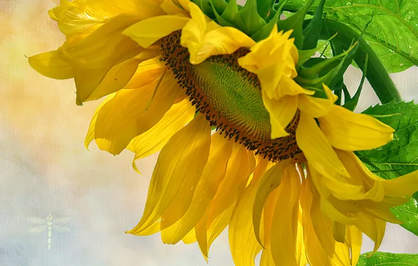 Picture macro, yellow, sunflower