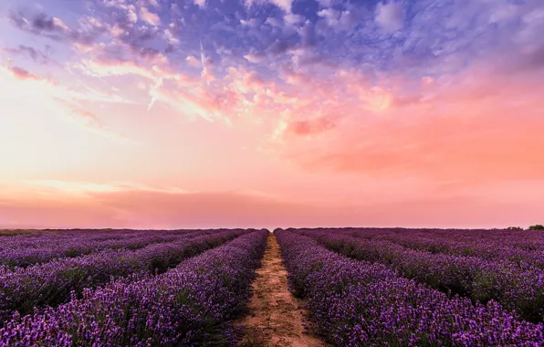 Picture field, summer, the sky, landscape, sunset, flowers, nature, lavender