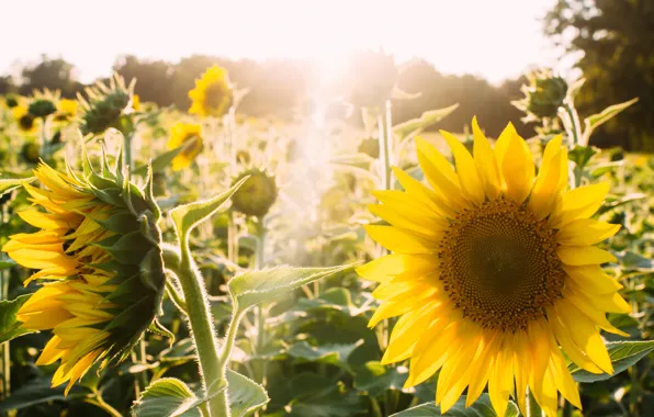 Picture field, summer, the sky, light, sunflowers, flowers, nature, yellow, petals, sunflower, field of sunflowers
