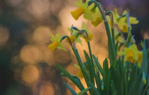 Picture glare, background, yellow, Daffodils