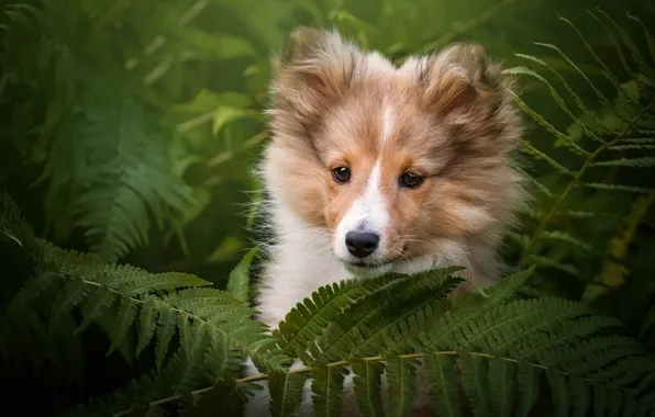 Picture look, face, leaves, nature, green, background, portrait, dog, baby, puppy, fern, collie