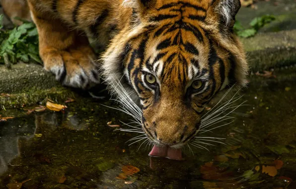 Picture autumn, look, face, leaves, water, tiger, drink, pond