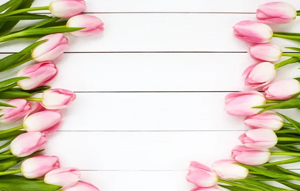 Picture white, background, tulips, Wood, rezvyi, Olena Rudo
