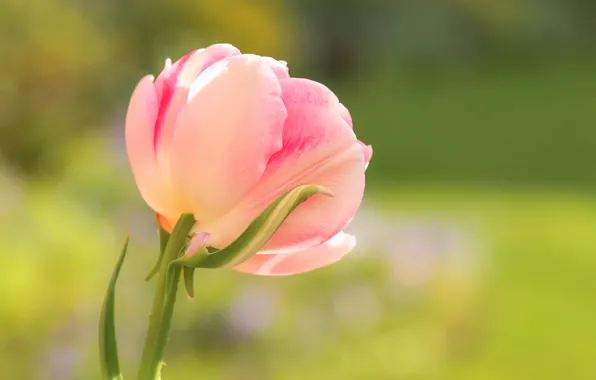 Picture flower, macro, background, pink, Tulip, spring, Bud, Terry
