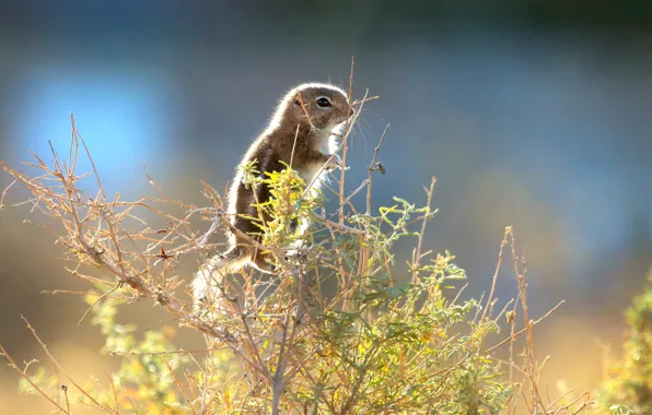 Picture nature, bokeh, Renee Grayson, White-tailed antelope squirrel
