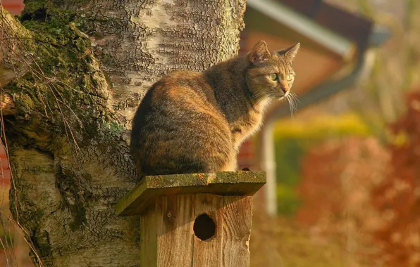 Picture cat, birdhouse, blurred background