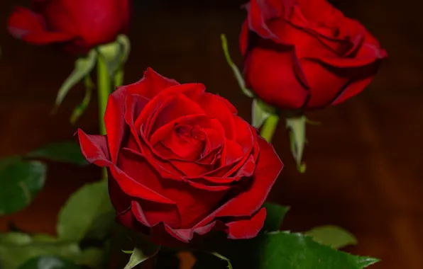 Picture roses, red, velvet