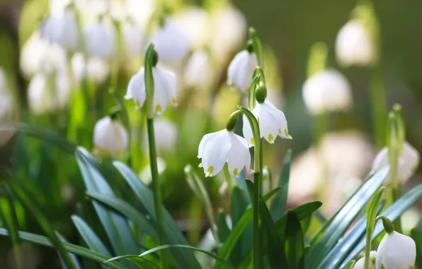 Picture leaves, flowers, spring, snowdrops, white, bokeh