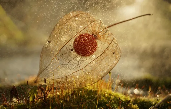 Picture flower, moss, the dried flowers, net