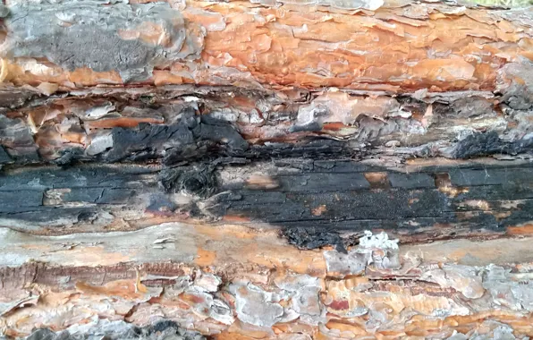Picture tree, bark, pine, wood texture
