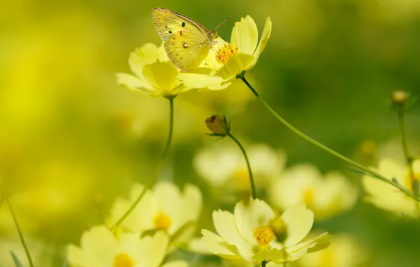 Picture summer, macro, light, flowers, background, butterfly, yellow, garden, insect, yellow, bokeh, wasmay