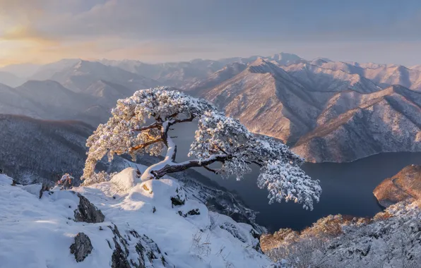 Picture winter, snow, landscape, mountains, nature, river, tree, pine, South Korea