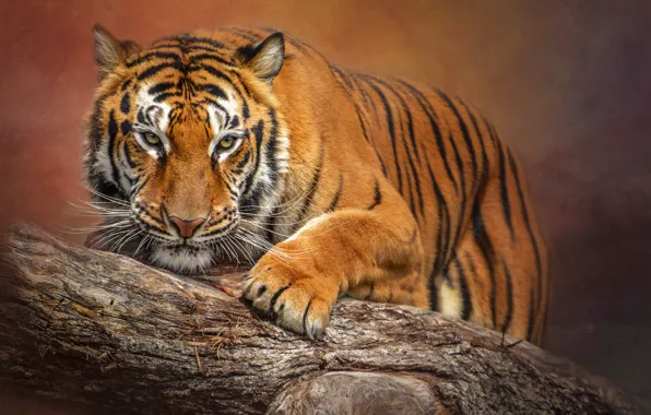 Picture tiger, tree, predator