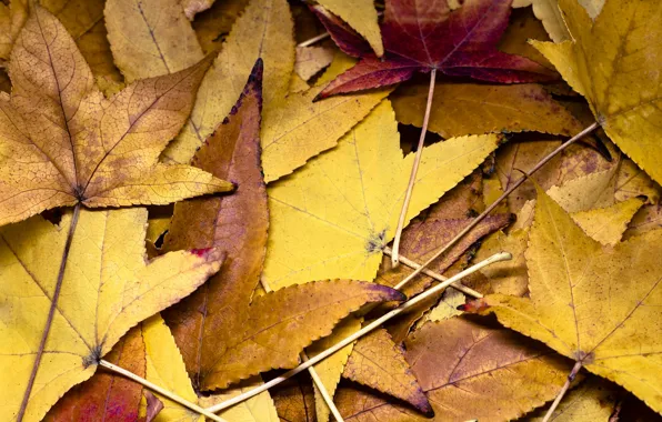 Picture autumn, leaves, texture, Fleur Walton