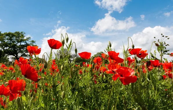 Picture summer, clouds, flowers, Maki, red, blue sky, poppy field