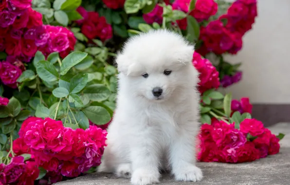 Picture white, look, leaves, flowers, branches, roses, dog, garden, baby, cute, puppy, pink, face, sitting, bokeh, …