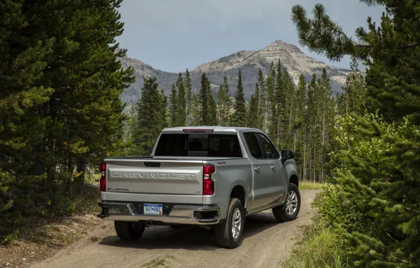 Picture mountain, Chevrolet, pickup, coniferous forest, Silverado, 2019, Silverado LT