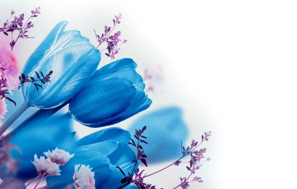 Picture flowers, blue, tulips, white background, blue, bokeh, twigs