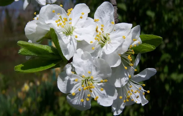 Picture petals, stamens, flowering tree, white flowers, drain, Meduzanol ©