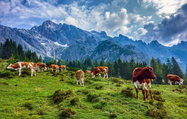 Picture mountains, Austria, cows