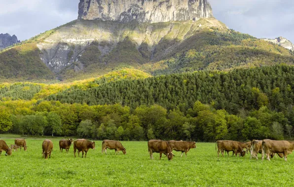 Picture nature, France, cows, meadow, the Aiguille