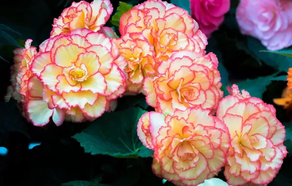 Picture flowers, yellow-pink, begonia, Terry