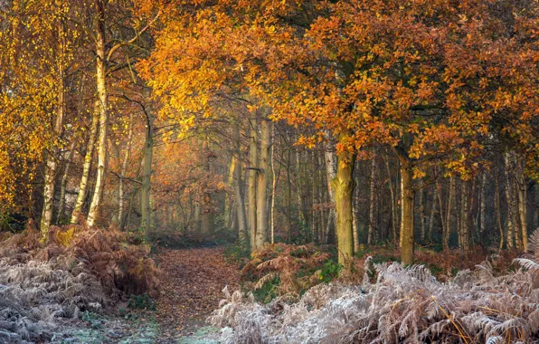 Picture winter, frost, autumn, forest