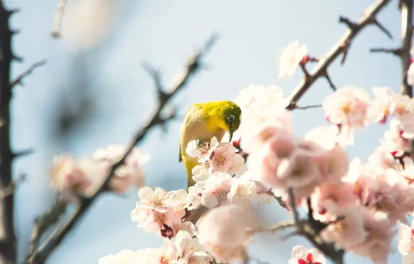 Picture light, flowers, branches, bird, beauty, blur, spring, Sakura, bird, flowering, yellow, bokeh, Japanese white-eye