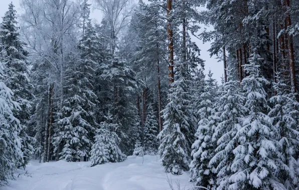 Picture winter, forest, tree, . снег