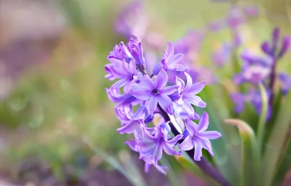 Picture flowers, background, spring, flowerbed, lilac, bokeh, hyacinths