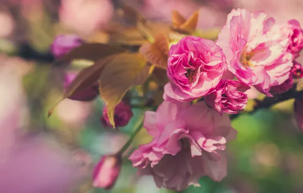 Picture macro, flowers, branch, spring, Sakura, pink, flowering, bokeh